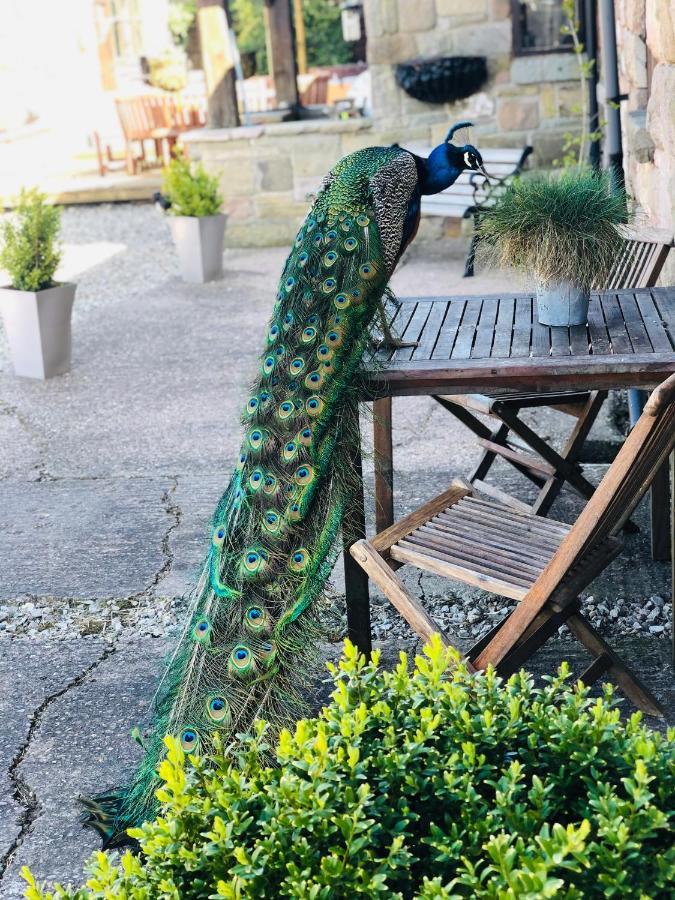 Willa The Saddlery Cheshire Congleton Zewnętrze zdjęcie